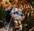 Setter Anglais IZTINGORRI SUA Setter Anglais IZTINGORRI SUA